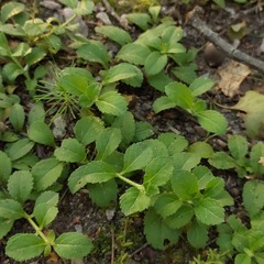 Veronica officinalis