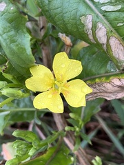 Oenothera biennis