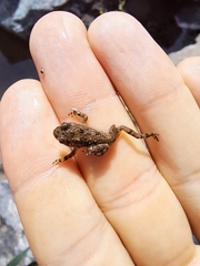 Bombina variegata