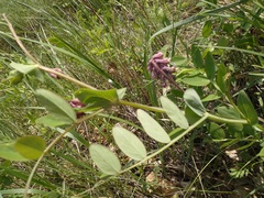 Lathyrus pisiformis