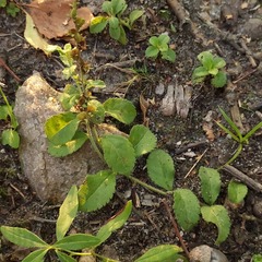 Veronica officinalis
