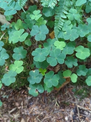 Oxalis acetosella