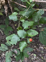 Lycianthes lenta