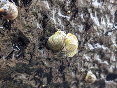 Littorina saxatilis