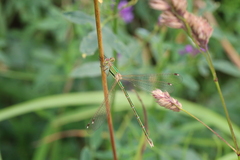 Lestes barbarus