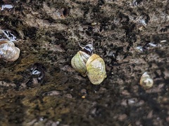 Littorina saxatilis