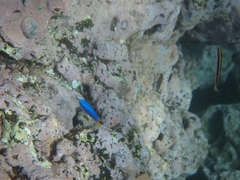 Pomacentrus coelestis