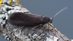 Lypusa maurella