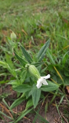 Silene latifolia alba