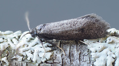 Lypusa maurella