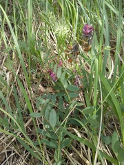 Lathyrus pisiformis