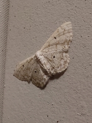 Idaea tacturata