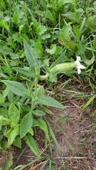 Silene latifolia alba