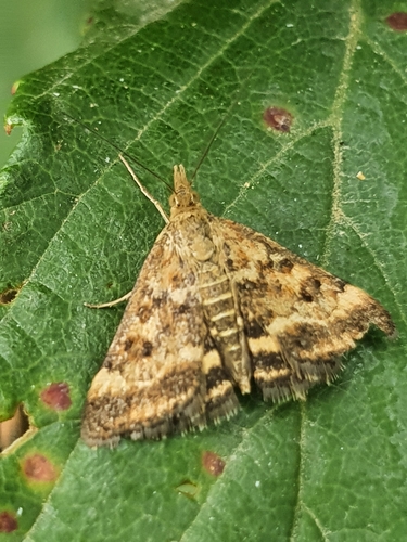 vijačka stepná (Pyrausta despicata)