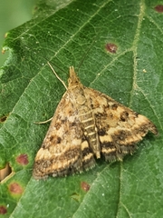 Pyrausta despicata