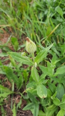 Silene latifolia alba