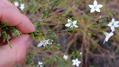 Cyphanthera racemosa