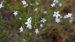Cyphanthera racemosa