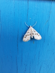 Parapoynx stratiotata