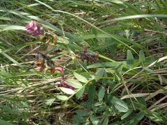 Lathyrus pisiformis