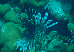 Pterois volitans