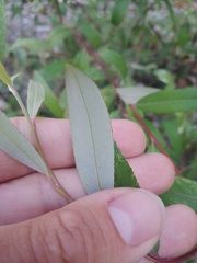Salix alba