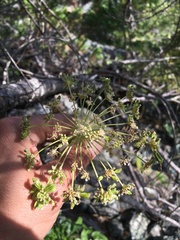 Angelica tomentosa
