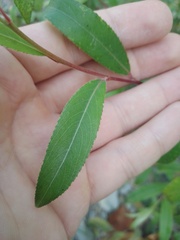 Salix alba