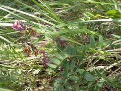 Lathyrus pisiformis
