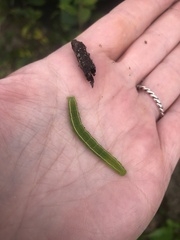 Scoliopteryx libatrix
