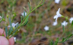 Cyphanthera racemosa