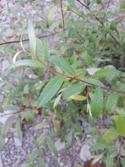 Salix alba