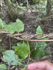 Lycianthes lenta