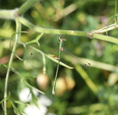 Lestes barbarus