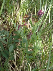 Lathyrus pisiformis