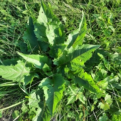 Scrophularia marilandica