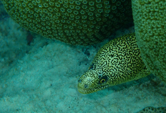 Gymnothorax miliaris