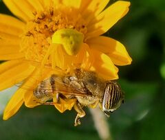 Eristalinus taeniops