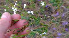 Cyphanthera racemosa