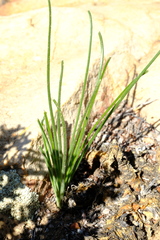 Trachyandra gracilenta