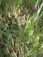 Lathyrus pisiformis