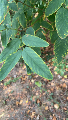 Rhamnaceae