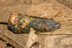Arcesis