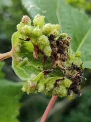 Daktulosphaira vitifoliae