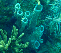 Callyspongia aculeata