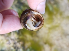 Pagurus bernhardus