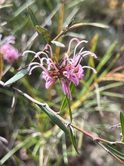Grevillea sericea