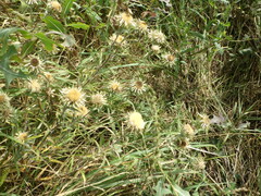Carlina biebersteinii