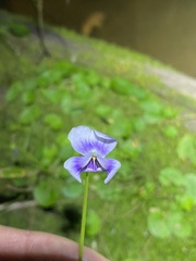 Viola banksii