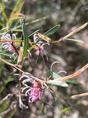 Grevillea sericea